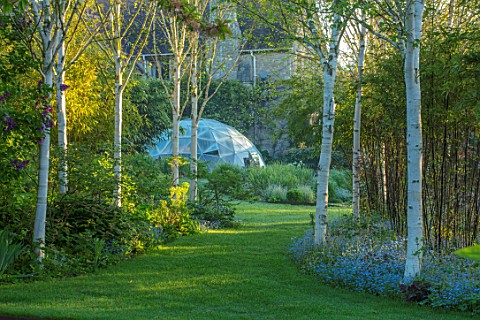 THE_MANOR_HOUSE_STEVINGTON_BEDFORDSHIRE_PATH_ALONG_LAWN_PAST_WHITE_STEMMED_BIRCH_BETULA_JACQUEMONTII