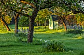 THE MANOR HOUSE, STEVINGTON, BEDFORDSHIRE: VIEW ALONG LAWN TO GREEN COVERED SEAT AND CAMASSIAS. WILDFLOWER, MEADOWS, TREES, SPRING