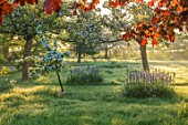 THE MANOR HOUSE, STEVINGTON, BEDFORDSHIRE: EARLY MORNING LIGHT ON MEADOW WITH SPRING BLOSSOM AND CAMASSIAS. BLUE, WHITE FLOWERS, FLOWERING, BULBS, TREES, ENGLISH , COUNTRY, GARDEN