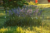 THE MANOR HOUSE, STEVINGTON, BEDFORDSHIRE: EARLY MORNING LIGHT ON MEADOW WITH CAMASSIAS. BLUE, FLOWERS, FLOWERING, BULBS, TREES, ENGLISH , COUNTRY, GARDEN