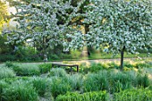 THE MANOR HOUSE, STEVINGTON, BEDFORDSHIRE: WOODEN BENCH WITH CALAMAGROSTIS ACUTIFLORA OVERDAM IN SPRING. BLOSSOM, WHITE, FLOWERS, PETALS