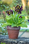 THE MANOR HOUSE, STEVINGTON, BEDFORDSHIRE: TERRACOTTA CONTAINER PLANTED WITH AURICULA. FLOWERS, SPRING