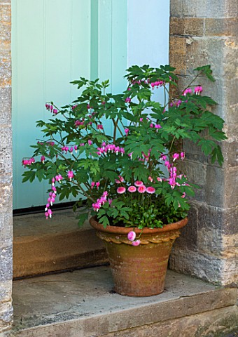 THE_MANOR_HOUSE_STEVINGTON_BEDFORDSHIRE_BLUE_DOOR_TERRACOTTA_CONTAINER_PLANTED_WITH_DICENTRA_SPECTAB