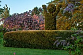 THE MANOR HOUSE, STEVINGTON, BEDFORDSHIRE: YEW HEDGE AND CLIPPED TOPIARY FIGURE, SPRING, ENGLISH, COUNTRY, GARDEN
