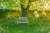 THE MANOR HOUSE, STEVINGTON, BEDFORDSHIRE: WHTE METAL BENCH, SEAT, LIME TREE, TILIA CORDATA, ANTHRISCUS SYLVESTRIS, WOODLAND, SEATING, SHADY, SHADE, SPRING, GRASS