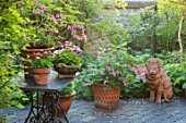 THE MANOR HOUSE, STEVINGTON, BEDFORDSHIRE: TERRACE, PATIO, TABLE, TERRACOTTA LION, CONTAINERS, DICENTRA SPECTABILIS. SPRING