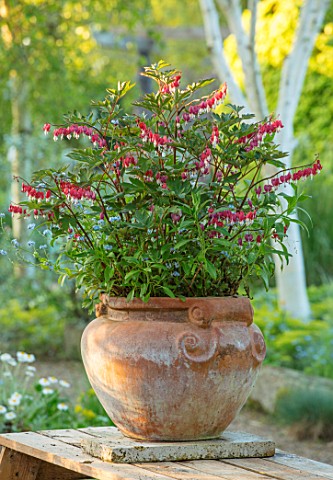 THE_MANOR_HOUSE_STEVINGTON_BEDFORDSHIRE_TERRACE_PATIO_TABLE_TERRACOTTA_CONTAINERS_DICENTRA_SPECTABIL