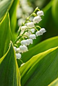 AVONDALE NURSERIES, COVENTRY: CLOSE UP PLANT PORTRAIT OF LILY-OF-THE-VALLEY - CONVALLARIA MAJALIS HARDWICK HALL, PETALS, FLOWERS, BELLS, BULBS, LILY, OF, THE, VALLEY, SPRING, WHITE