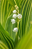 AVONDALE NURSERIES, COVENTRY: CLOSE UP PLANT PORTRAIT OF LILY-OF-THE-VALLEY - CONVALLARIA MAJALIS VIC POWLOWSKIS GOLD, PETALS, FLOWERS, BULBS, LILY, OF, THE, VALLEY, SPRING, WHITE