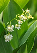 AVONDALE NURSERIES, COVENTRY: CLOSE UP PLANT PORTRAIT OF LILY-OF-THE-VALLEY - CONVALLARIA MAJALIS PROLIFICANS, PETALS, FLOWERS, BULBS, LILY, OF, THE, VALLEY, SPRING, WHITE, BELLS