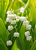 AVONDALE NURSERIES, COVENTRY: CLOSE UP PLANT PORTRAIT OF LILY-OF-THE-VALLEY - CONVALLARIA MAJALIS GREEN TAPESTRY, PETALS, FLOWERS, BULBS, LILY, OF, THE, VALLEY, SPRING, WHITE