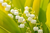 AVONDALE NURSERIES, COVENTRY: CLOSE UP PLANT PORTRAIT OF LILY-OF-THE-VALLEY - CONVALLARIA MAJALIS GOLDEN SLIPPERS, PETALS, FLOWERS, BULBS, LILY, OF, THE, VALLEY, SPRING, WHITE
