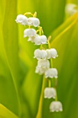 AVONDALE NURSERIES, COVENTRY: CLOSE UP PLANT PORTRAIT OF LILY-OF-THE-VALLEY - CONVALLARIA MAJALIS GOLDEN JUBILEE, PETALS, FLOWERS, BULBS, LILY, OF, THE, VALLEY, SPRING, WHITE