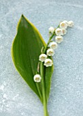 AVONDALE NURSERIES, COVENTRY: CLOSE UP PLANT PORTRAIT OF LILY-OF-THE-VALLEY - CONVALLARIA MAJALIS HALDEN GRANGE, PETALS, FLOWERS, BULBS, LILY, OF, THE, VALLEY, SPRING, WHITE