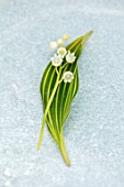 AVONDALE NURSERIES, COVENTRY: CLOSE UP PLANT PORTRAIT OF LILY-OF-THE-VALLEY - CONVALLARIA MAJALIS VIC PAWLOWSKIS GOLD, PETALS, FLOWERS, BULBS, LILY, OF, THE, VALLEY, SPRING, WHITE