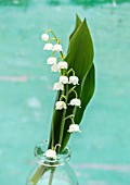 AVONDALE NURSERIES, COVENTRY: LILY-OF-THE-VALLEY - CONVALLARIA MAJALIS, IN GLASS BOTTLE, PETALS, FLOWERS, BULBS, LILY, OF, THE, VALLEY, SPRING, WHITE