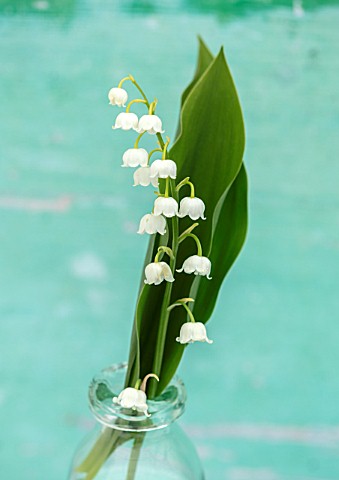 AVONDALE_NURSERIES_COVENTRY_LILYOFTHEVALLEY__CONVALLARIA_MAJALIS_IN_GLASS_BOTTLE_PETALS_FLOWERS_BULB