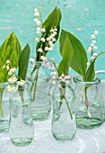 AVONDALE NURSERIES, COVENTRY: LILY-OF-THE-VALLEY - CONVALLARIA MAJALIS, VAR.ROSEA AND BORDEAUX IN GLASS BOTTLES, PETALS, FLOWERS, BULBS, LILY, OF, THE, VALLEY, SPRING, WHITE