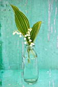 AVONDALE NURSERIES, COVENTRY: LILY-OF-THE-VALLEY - CONVALLARIA MAJALIS VARIEGATA IN GLASS BOTTLE, PETALS, FLOWERS, BULBS, LILY, OF, THE, VALLEY, SPRING, WHITE, STILL LIFE