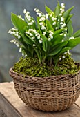 AVONDALE NURSERIES, COVENTRY: LILY-OF-THE-VALLEY - CONVALLARIA MAJALIS, IN BASKET WITH MOSS, ON TABLE. PETALS, FLOWERS, BULBS, LILY, OF, THE, VALLEY, SPRING, WHITE, STILL LIFE