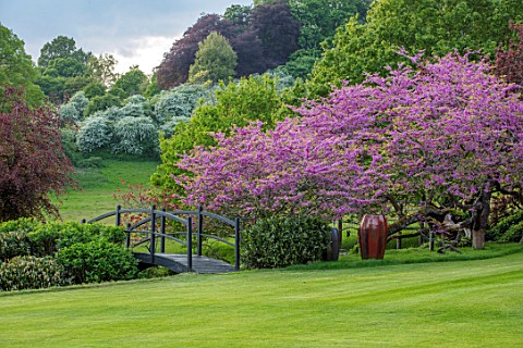 CHILWORTH_MANOR_SURREY_LAWN_BLACK_WOODEN_BRIDGE_EASTERN_REDBUD__CERCIS_CANADENSIS_EMPTY_CONTAINER