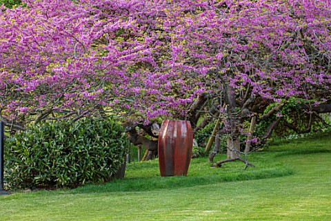 CHILWORTH_MANOR_SURREY_LAWN_EASTERN_REDBUD__CERCIS_CANADENSIS_EMPTY_CONTAINER