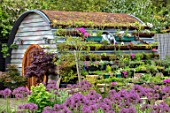 THE MOONGATE GARDEN, SUSSEX: ALLIUM FIRMAMENT, HOBBIT HOUSE, SUMMERHOUSE, SUMMER HOUSE, OUTSIDE ROOM, SHED, DEN, OFFICE, WOODEN, LIVING ROOF, POOL, POND