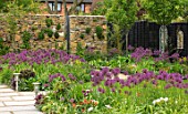 THE MOONGATE GARDEN, SUSSEX: BORDERS IN SPRING OF ALLIUM FIRMAMENT WITH BLACK FENCES, FENCING, BOUNDARY, BOUNDARIES, STONE, WALLS