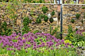 THE MOONGATE GARDEN, SUSSEX: BORDERS IN SPRING OF ALLIUM FIRMAMENT WITH PURBECK STONE WALL. BOUNDARY, BOUNDARIES, BULBS, PURPLE, FLOWERING. SPRING