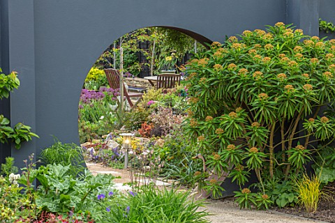 THE_MOONGATE_GARDEN_SUSSEX_EUPHORBIA_MILLIFERA_BESIDE_RENDERED_WALL_AND_MOONGATE_SPRING