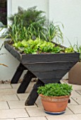 THE MOONGATE GARDEN, SUSSEX: PATIO, TERRACE, RAISED WOODEN PLANTER, CONTAINER, PAINTED BALCK WITH HERBS, LETTUCE, ONIONS, RAISED BED, EDIBLES, VEGETABLES, KITCHEN GARDEN