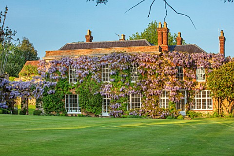 CHILWORTH_MANOR_SURREY_LAWN_AND_HOUSE_WITH_PURPLE_WISTERIA_CLIMBING_UP_WALLS