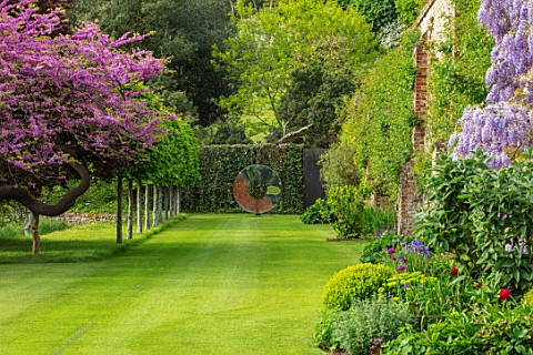 CHILWORTH_MANOR_SURREY_LAWN_EASTERN_REDBUD__CERCIS_CANADENSIS_WALLED_GARDEN_WITH_CLIMBING_PURPLE_WIS