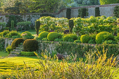 CHILWORTH_MANOR_SURREY_THE_WALLED_GARDEN_STEPS_WALLS_CLIPPED_TOPIARY_BOX_BUXUS_WHITE_WISTERIA