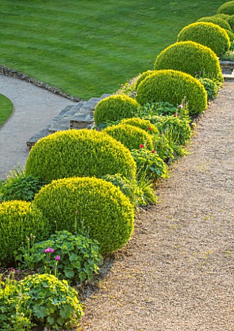 CHILWORTH_MANOR_SURREY_THE_WALLED_GARDEN_CLIPPED_TOPIARY_BOX_BUXUS_BESIDE_GRAVEL_PATH