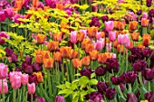 CLAUS DALBY GARDEN, DENMARK: PLANT COMBINATION, ASSOCIATION - PINK, ORANGE AND PLUM TULIPS WITH FOLIAGE OF DICENTRA SPECTABILIS GOLDHEART