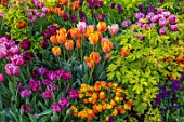 CLAUS DALBY GARDEN, DENMARK: PINK, PLUM AND ORANGE TULIPS WITH FOLIAGE OF DICENTRA SPECTABILIS GOLDHEART. PLANT ASSOCIATION, COMBINATION
