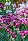 CLAUS DALBY GARDEN, DENMARK: PINK TULIPS - TULIP MATCHPOINT, PINK CLOUD. BULBS, SPRING, FLOWERING, FLOWERS