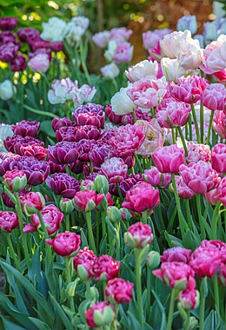 CLAUS_DALBY_GARDEN_DENMARK_PINK_TULIPS__TULIP_MATCHPOINT_PINK_CLOUD_BULBS_SPRING_FLOWERING_FLOWERS