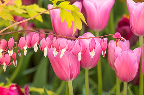 CLAUS_DALBY_GARDEN_DENMARK_PINK_TULIPS_WITH_DICENTRA_SPECTABILIS_GOLDHEART_BULBS_SPRING_FLOWERING_FL
