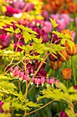 CLAUS DALBY GARDEN, DENMARK: PINK TULIPS WITH DICENTRA SPECTABILIS GOLDHEART. BULBS, SPRING, FLOWERING, FLOWERS