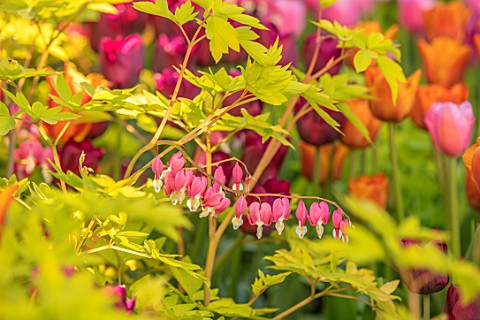 CLAUS_DALBY_GARDEN_DENMARK_PINK_TULIPS_WITH_DICENTRA_SPECTABILIS_GOLDHEART_BULBS_SPRING_FLOWERING_FL