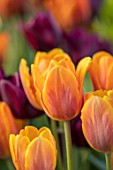 CLAUS DALBY GARDEN, DENMARK: ORANGE TULIP - TULIPA PRINCESS IRENE. BULBS, SPRING, FLOWERING, FLOWERS