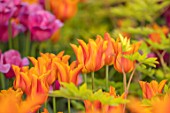 CLAUS DALBY GARDEN, DENMARK: ORANGE TULIP - TULIPA BALLERINA. BULBS, SPRING, FLOWERING, FLOWERS
