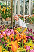 CLAUS DALBY GARDEN, DENMARK: CLAUS DALBY PHOTOGRAPHING TERRACOTTA CONTAINERS OF TULIPS ON TERRACE, PATIO