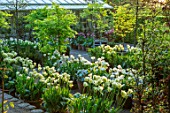 CLAUS DALBY GARDEN, DENMARK: WHITE GARDEN IN SPRING - TERRACOTTA CONTAINERS PLANTED WITH TULIPS - TULIP SPRING GREEN, TULIPA MOUNT TACOMA, BULBS
