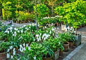 CLAUS DALBY GARDEN, DENMARK: WHITE GARDEN IN SPRING - TERRACOTTA CONTAINERS PLANTED WITH TULIPS - TULIP MOUNT TACOMA, BULBS, ACERS IN CONTAINERS