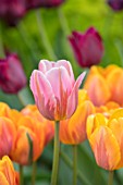 CLAUS DALBY GARDEN, DENMARK: CLOSE UP PLANT PORTRAIT OF TULIP APRICONA - PALE PINK, APRICOT, FLOWERS, FLOWERING, BULBS, SPRING