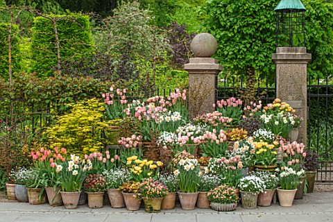 CLAUS_DALBY_GARDEN_DENMARK_TERRACOTTA_CONTAINERS_TULIPS_DAFFODILS_TULIPA_APRICOT_BEAUTY_ORANGE_ROSAL