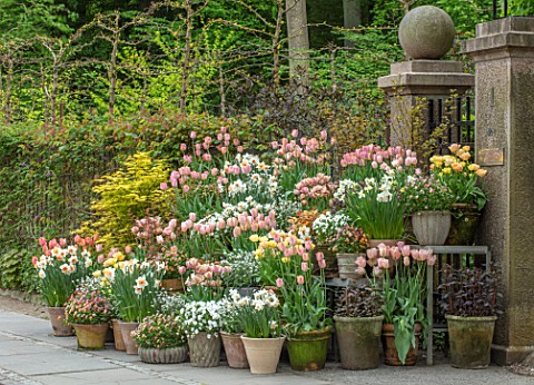 CLAUS_DALBY_GARDEN_DENMARK_TERRACOTTA_CONTAINERS_TULIPS_DAFFODILS_TULIPA_APRICOT_BEAUTY_ORANGE_ROSAL